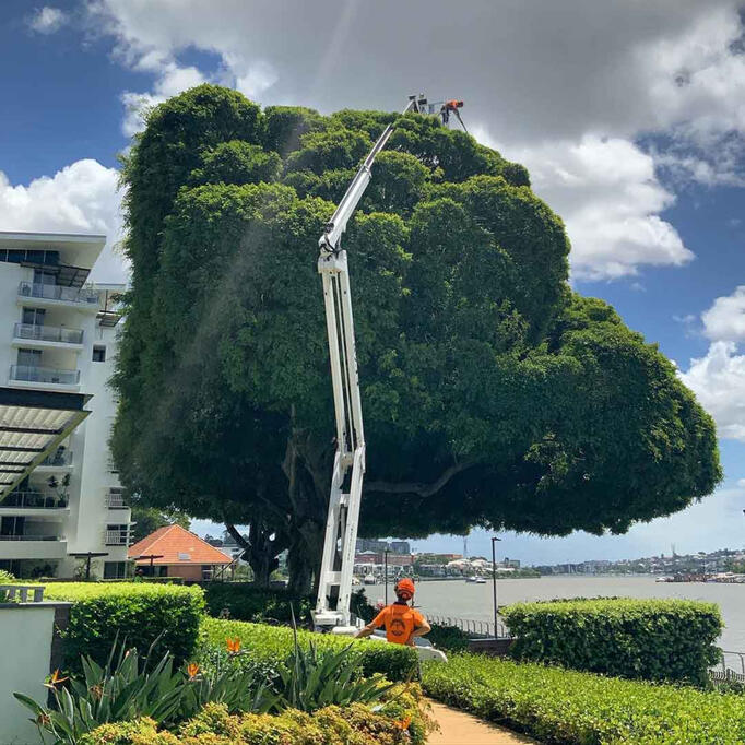 Giving this one a little trim in Brisbane, Qld