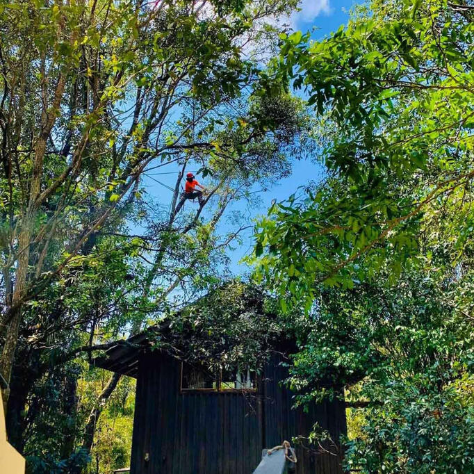 We prefer the preservation and protection of trees, however, at times trees may require removal due to tree health issues, safety issues, environmental consideration or asset protection requirements. TreeCulture can safely remove your trees – whether withi