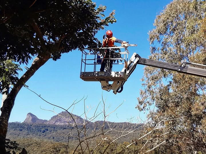 Arborist providing holistic tree care services in the Northern Rivers
