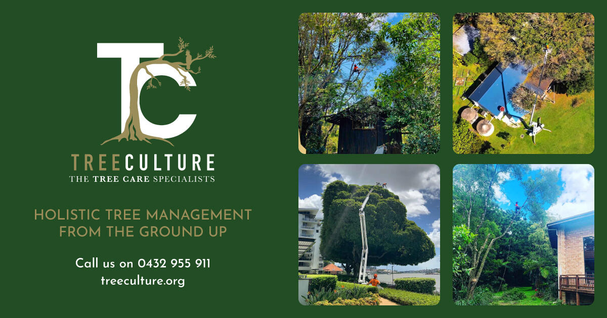Arborist providing holistic tree care services in the Northern Rivers